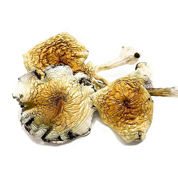 Buy Alcabenzi Dried Magic Mushrooms Online