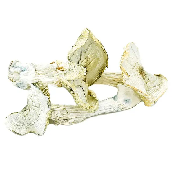 Avery Albino Dried Magic Mushrooms Online