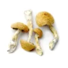 Aztec Dried Magic Mushrooms Online