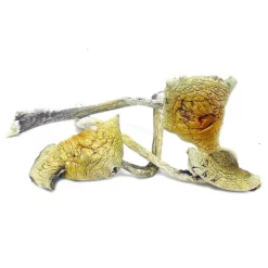 Buy B+ Cubensis Dried Magic Mushrooms Online