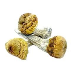 Buy Cambodian Dried Magic Mushrooms Online