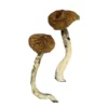Dancing Tiger Dried Magic Mushrooms Online