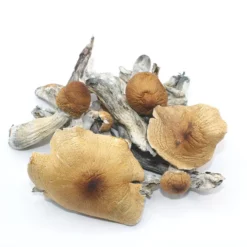 Buy Koh Samui Dried Magic Mushrooms Online