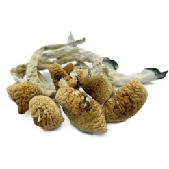 Buy Lizard King Dried Magic Mushrooms Online