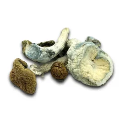 Buy Mazatapec Dried Magic Mushrooms Online