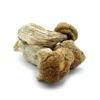 Buy Melmac Dried Magic Mushrooms Online