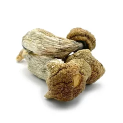 Buy Melmac Dried Magic Mushrooms Online