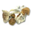 Mexicana Dried Magic Mushrooms Online