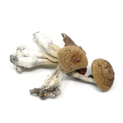 Buy Penis Envy Dried Magic Mushrooms Online