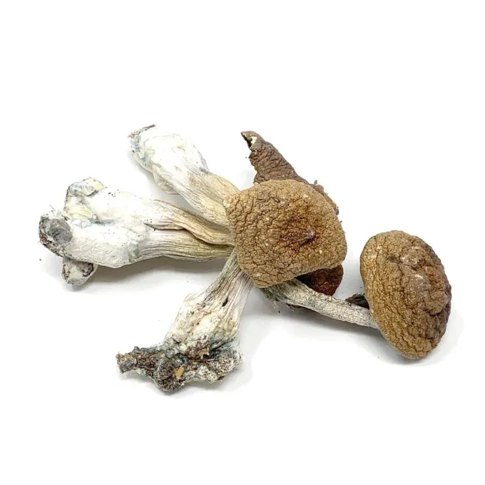 buy-penis-envy-dried-magic-mushrooms Buy Penis Envy Dried Magic Mushrooms Online