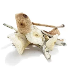 Buy Rusty White Dried Magic Mushrooms Online