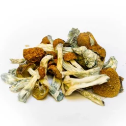 Buy South American Dried Magic Mushrooms Online