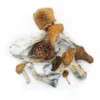 Order Syzygy Dried Magic Mushrooms Online