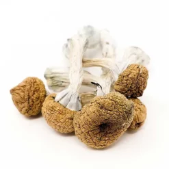 Texas Yellow- Cap Dried Magic Mushrooms Online