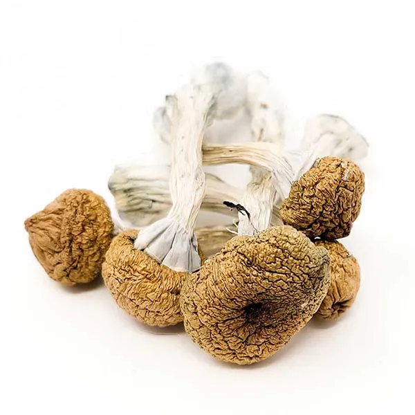 Texas Yellow- Cap Dried Magic Mushrooms Online