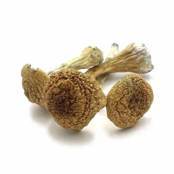 Thai Pink - Buffalo Dried Magic Mushrooms