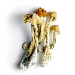 Tri-Colour Ecuadorian Dried Magic Mushrooms Online