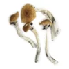 Wavy Caps -Buy Dried Magic Mushrooms Online