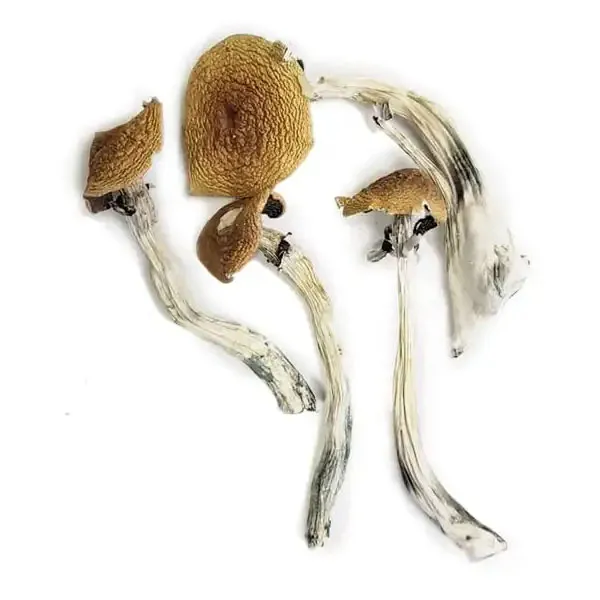 Wavy Caps -Buy Dried Magic Mushrooms Online