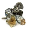 Buy White Rabbit Dried Magic Mushrooms Online