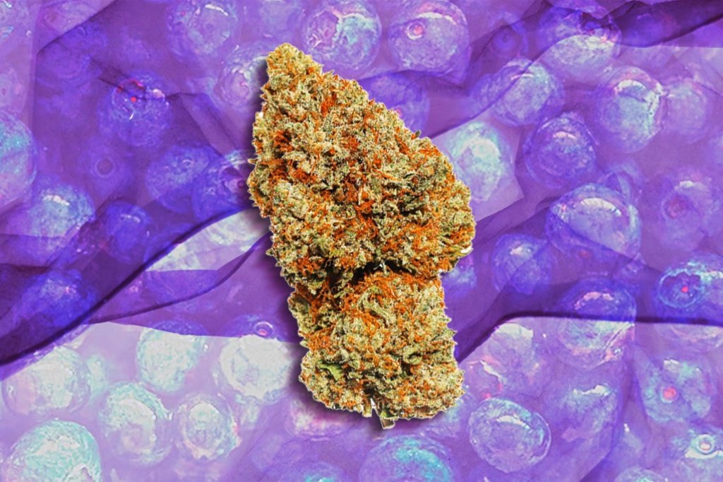 Buy Blueberry Strain Online